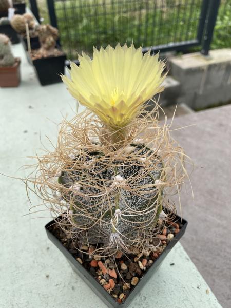 Astrophytum capricorne niveum